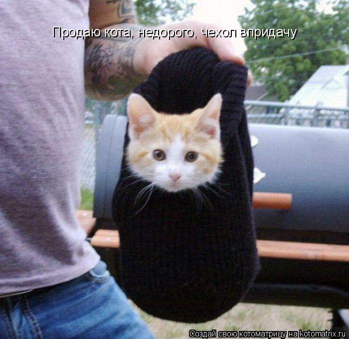 Продаю кота, недорого, чехол впридачу... Котоматрица: Продаю кота, недорого, чехол впридачу