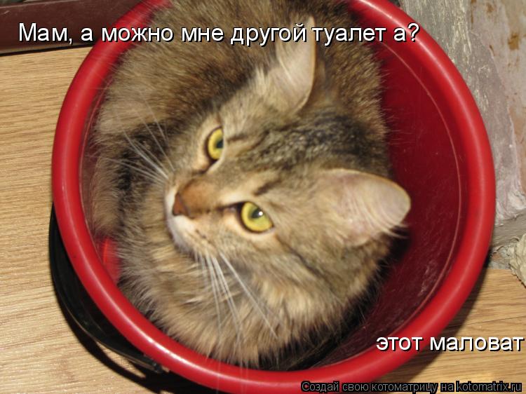 Мам, а можно мне другой туалет а? Мам, а можно мне другой туалет а? ато этот маловат этот маловат... Котоматрица: Мам, а можно мне другой туалет а? Мам, а можно мне другой туалет а? ато этот маловат этот маловат