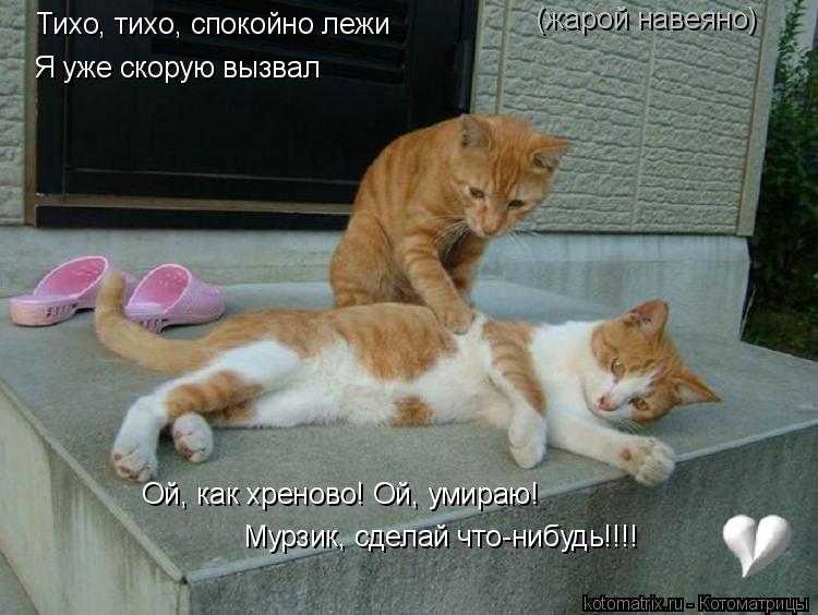Ой, как хреново! Ой, умираю! Мурзик, сделай что-нибудь!!!! Тихо, тихо, спокойно лежи Я уже скорую вы... Котоматрица: Ой, как хреново! Ой, умираю! Мурзик, сделай что-нибудь!!!! Тихо, тихо, спокойно лежи Я уже скорую вызвал (жарой навеяно)