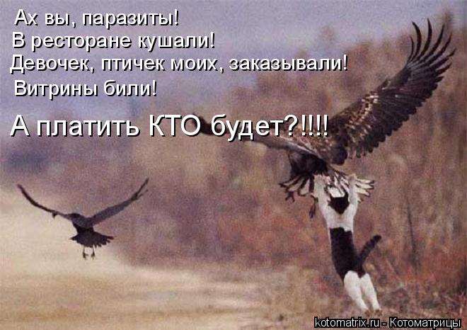 Ах вы, паразиты! В ресторане кушали! Девочек, птичек моих, заказывали! Витрины били! А платить КТО... Котоматрица: Ах вы, паразиты! В ресторане кушали! Девочек, птичек моих, заказывали! Витрины били! А платить КТО будет?!!!!