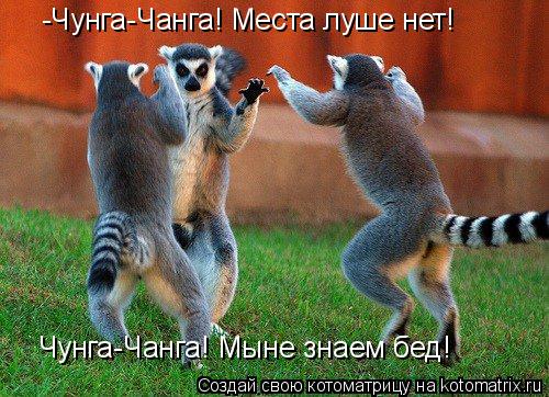 -Чунга-Чанга! Места луше нет! Чунга-Чанга! Мыне знаем бед!... Котоматрица: -Чунга-Чанга! Места луше нет! Чунга-Чанга! Мыне знаем бед!