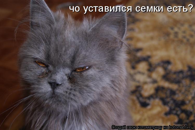 чо уставился семки есть?... Котоматрица: чо уставился семки есть?