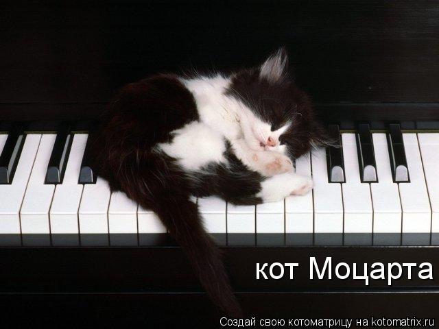 кот Моцарта... Котоматрица: кот Моцарта