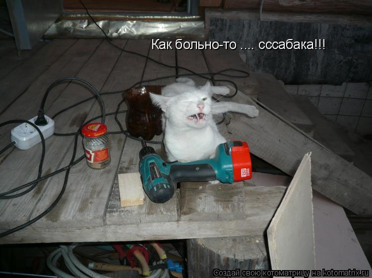 Как больно-то .... сссабака!!!... Котоматрица: Как больно-то .... сссабака!!!