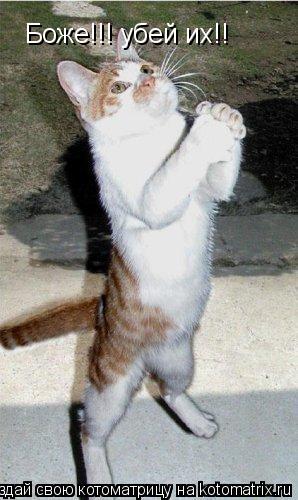 Боже!!! убей их!!... Котоматрица: Боже!!! убей их!!