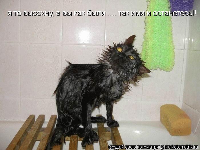 я то высохну, а вы как были .... так ими и останетесь!!... Котоматрица: я то высохну, а вы как были .... так ими и останетесь!!
