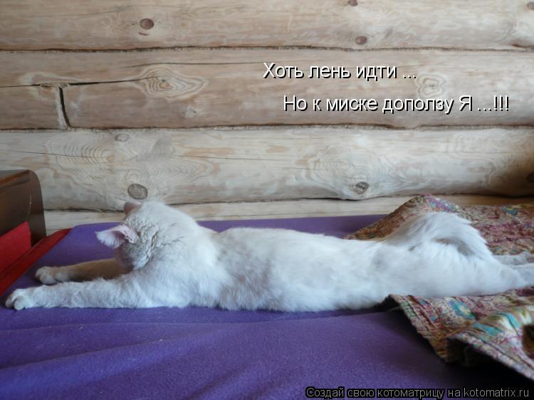 Хоть лень идти ... Но к миске доползу Я ...!!!... Котоматрица: Хоть лень идти ... Но к миске доползу Я ...!!!