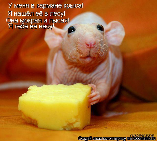 У меня в кармане крыса! Я нашёл её в лесу! Она мокрая и лысая! Я тебе её несу!... Котоматрица: У меня в кармане крыса! Я нашёл её в лесу! Она мокрая и лысая! Я тебе её несу!