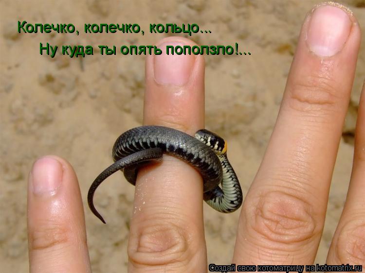 Колечко, колечко, кольцо... Ну куда ты опять поползло!...... Котоматрица: Колечко, колечко, кольцо... Ну куда ты опять поползло!...
