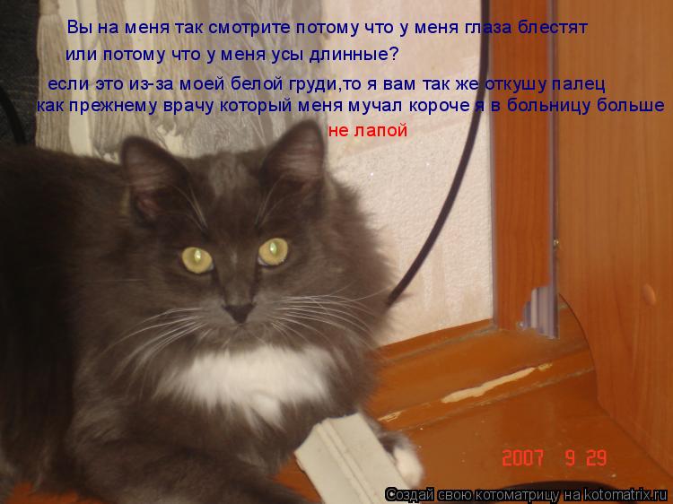 Вы на меня так смотрите потому что у меня глаза блестят или потому что у меня усы длинные? если это и... Котоматрица: Вы на меня так смотрите потому что у меня глаза блестят или потому что у меня усы длинные? если это из-за моей белой груди,то я вам так же отку