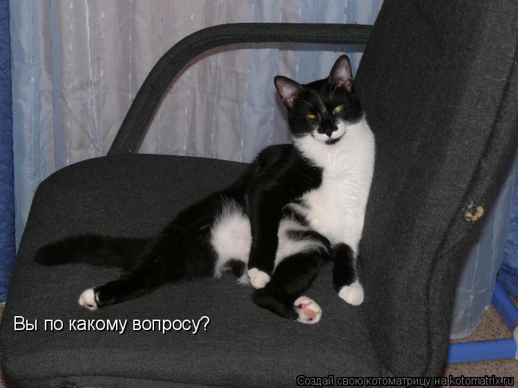 Вы по какому вопросу?... Котоматрица: Вы по какому вопросу?