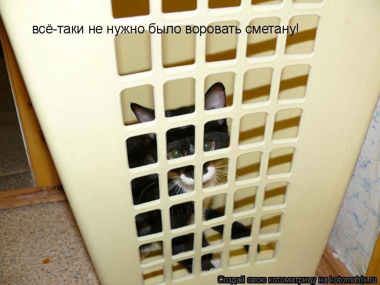 всё-таки не нужно было воровать сметану!... Котоматрица: всё-таки не нужно было воровать сметану!