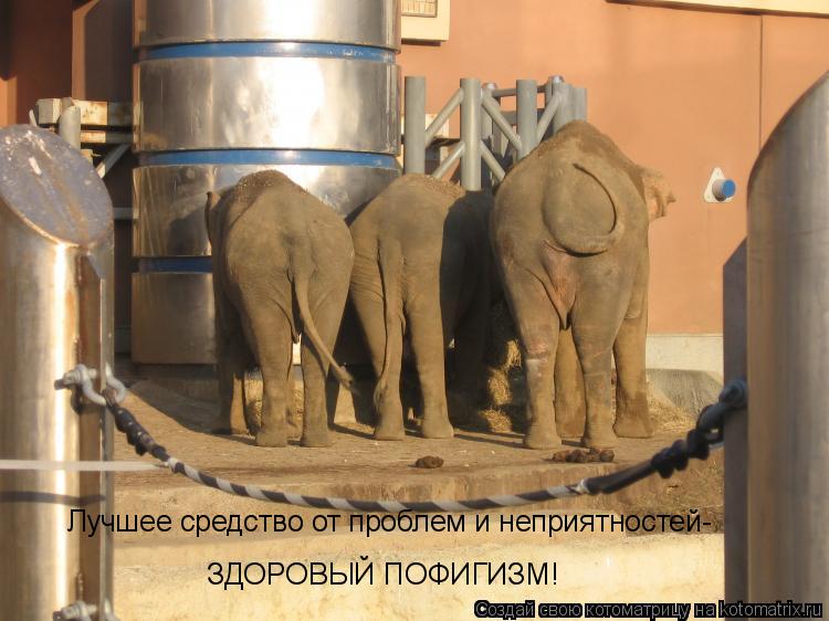 Лучшее средство от проблем и неприятностей- ЗДОРОВЫЙ ПОФИГИЗМ!... Котоматрица: Лучшее средство от проблем и неприятностей- ЗДОРОВЫЙ ПОФИГИЗМ!
