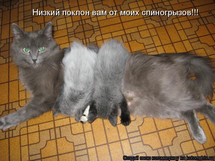 Котоматрица: Низкий поклон вам от моих спиногрызов!!!
