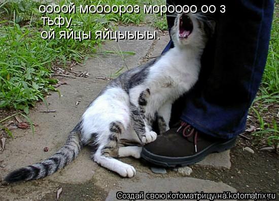оооой моооороз мороооо оо з тьфу... ой яйцы яйцыыыы.... Котоматрица: оооой моооороз мороооо оо з тьфу... ой яйцы яйцыыыы.