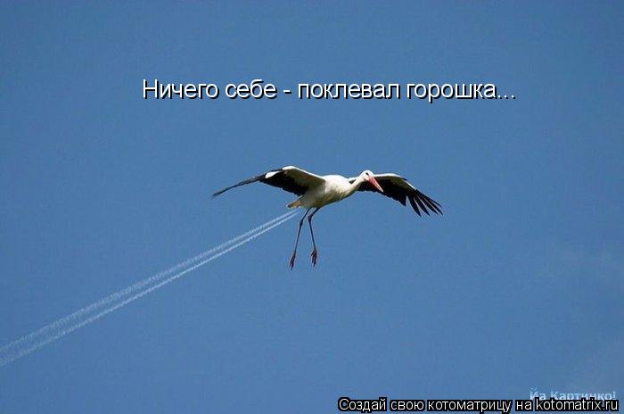 Котоматрица: Ничего себе - поклевал горошка...