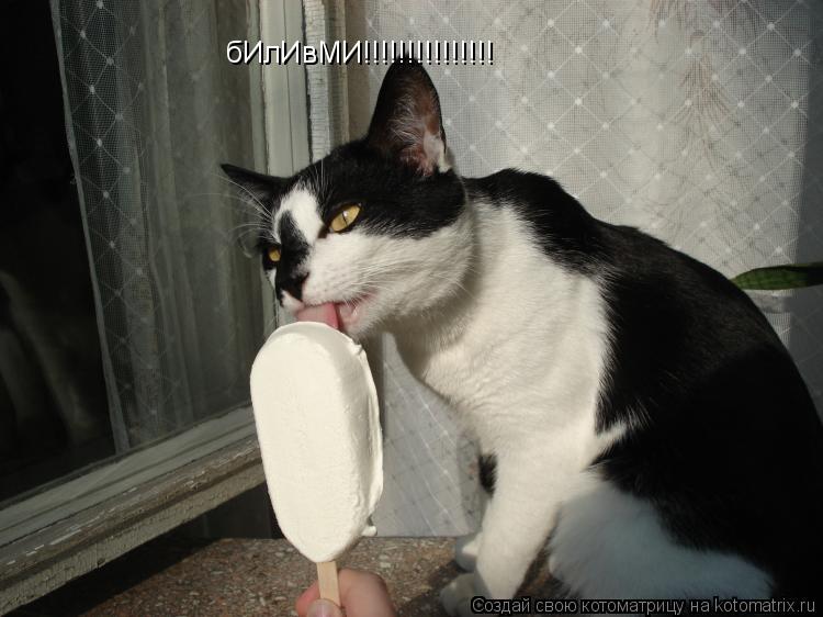 бИлИвМИ!!!!!!!!!!!!!!!... Котоматрица: бИлИвМИ!!!!!!!!!!!!!!!