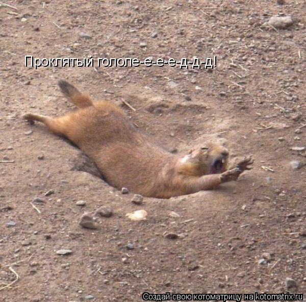 Проклятый гололе-е-е-е-д-д-д!... Котоматрица: Проклятый гололе-е-е-е-д-д-д!