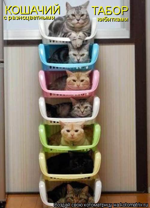 КОШАЧИЙ ТАБОР с разноцветными кибитками... Котоматрица: КОШАЧИЙ ТАБОР с разноцветными кибитками
