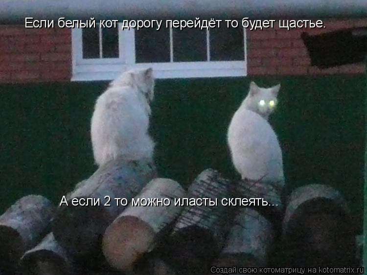 Если белый кот дорогу перейдёт то будет щастье. А если 2 то можно иласты склеять...... Котоматрица: Если белый кот дорогу перейдёт то будет щастье. А если 2 то можно иласты склеять...