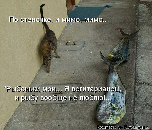 По стеночке, и мимо, мимо... "Рыбоньки мои... Я вегитарианец, и рыбу вообще не люблю!... "... Котоматрица: По стеночке, и мимо, мимо... "Рыбоньки мои... Я вегитарианец, и рыбу вообще не люблю!... "