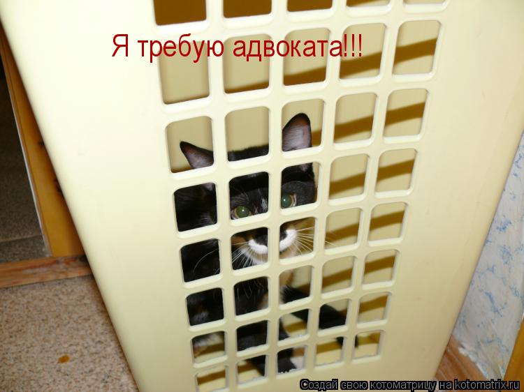 Я требую адвоката!!!... Котоматрица: Я требую адвоката!!!