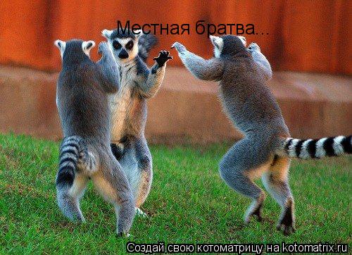 Местная братва...... Котоматрица: Местная братва...