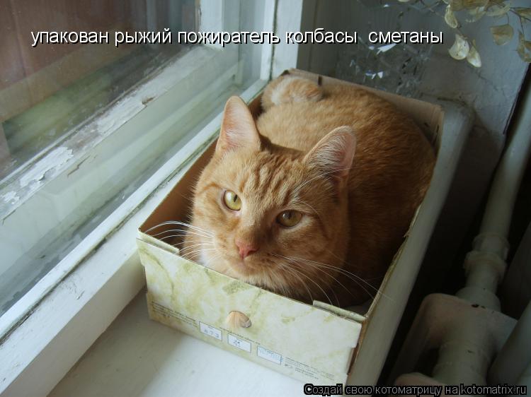 упакован рыжий пожиратель колбасы сметаны... Котоматрица: упакован рыжий пожиратель колбасы сметаны