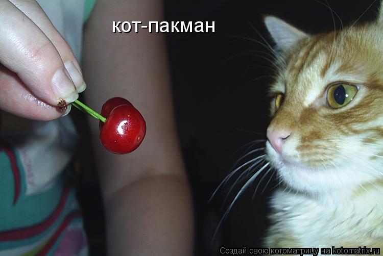 кот-пакман... Котоматрица: кот-пакман