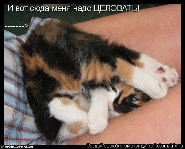 И вот сюда меня надо ЦЕЛОВАТЬ! ------->... Котоматрица: И вот сюда меня надо ЦЕЛОВАТЬ! ------->