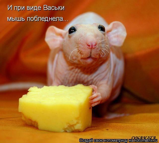 И при виде Васьки мышь побледнела...... Котоматрица: И при виде Васьки мышь побледнела...