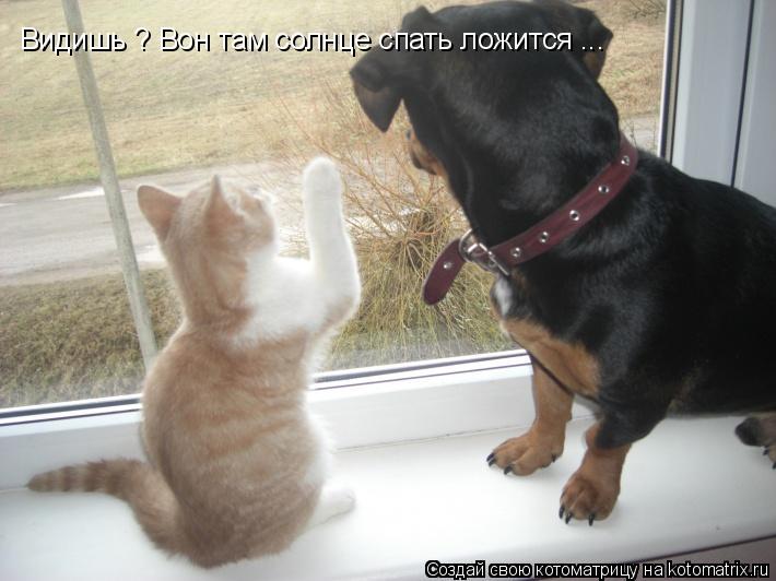 Видишь ? Вон там солнце спать ложится ...... Котоматрица: Видишь ? Вон там солнце спать ложится ...