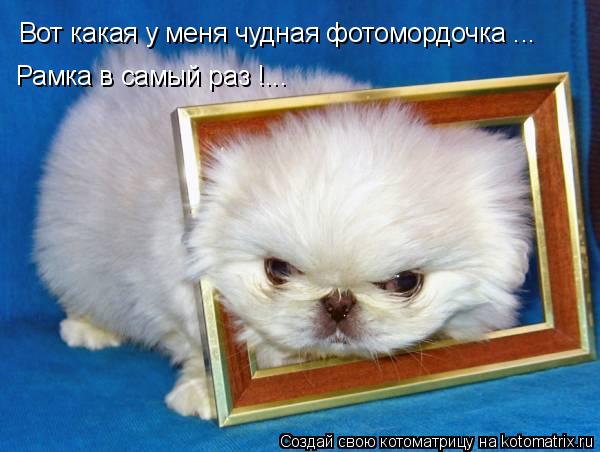 Вот какая у меня чудная фотомордочка ... Рамка в самый раз !...... Котоматрица: Вот какая у меня чудная фотомордочка ... Рамка в самый раз !...