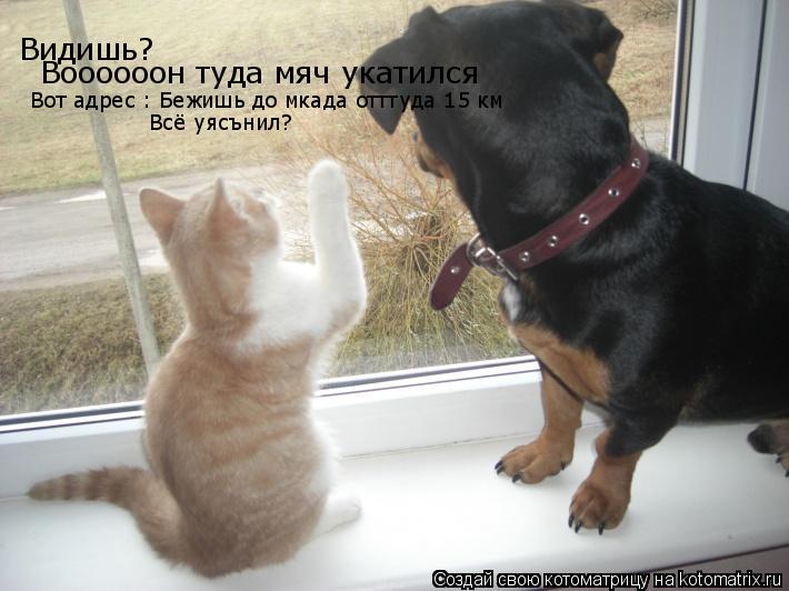 Видишь? Воооооон туда мяч укатился Вот адрес : Бежишь до мкада отттуда 15 км Всё уясънил?... Котоматрица: Видишь? Воооооон туда мяч укатился Вот адрес : Бежишь до мкада отттуда 15 км Всё уясънил?