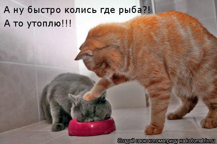 А ну быстро колись где рыба?! А то утоплю!!!... Котоматрица: А ну быстро колись где рыба?! А то утоплю!!!