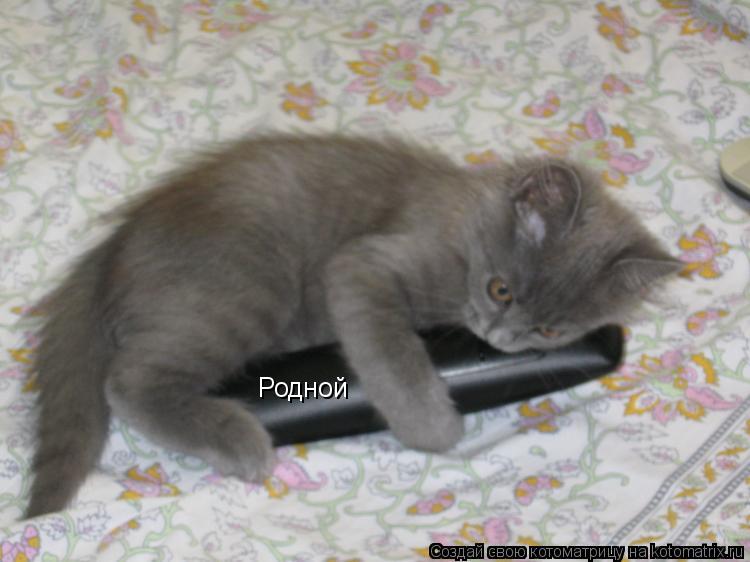 Родной... Котоматрица: Родной