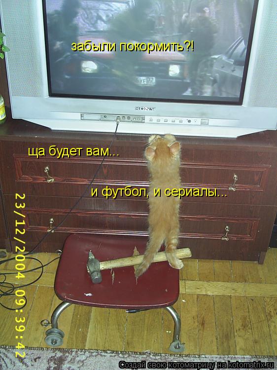 ща будет вам... забыли покормить?! и футбол, и сериалы...... Котоматрица: ща будет вам... забыли покормить?! и футбол, и сериалы...