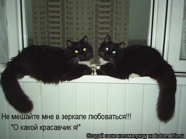 Не мешайте мне в зеркале любо Не мешайте мне в зеркале любоваться!!! Не мешайте мне в зеркале любоват... Котоматрица: Не мешайте мне в зеркале любо Не мешайте мне в зеркале любоваться!!! Не мешайте мне в зеркале любоваться!!! "О какой красавчик я!"
