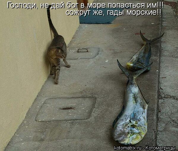 Господи, не дай бог в море попасться им!!! сожрут же, гады морские!!... Котоматрица: Господи, не дай бог в море попасться им!!! сожрут же, гады морские!!