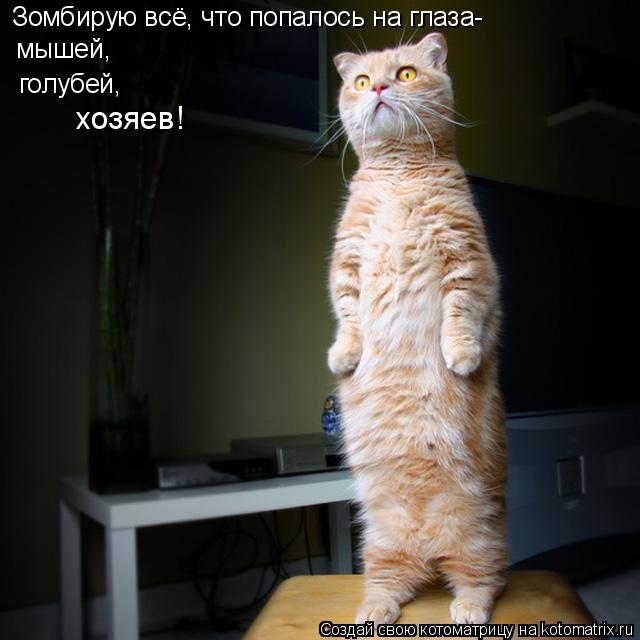 Зомбирую всё, что попалось на глаза- мышей, голубей, хозяев!... Котоматрица: Зомбирую всё, что попалось на глаза- мышей, голубей, хозяев!