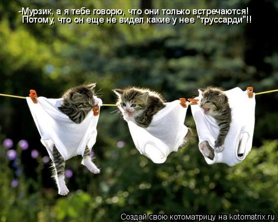 -Мурзик, а я тебе говорю, что они только встречаются! Потому, что он еще не видел какие у нее "трусса... Котоматрица: -Мурзик, а я тебе говорю, что они только встречаются! Потому, что он еще не видел какие у нее "труссарди"!!