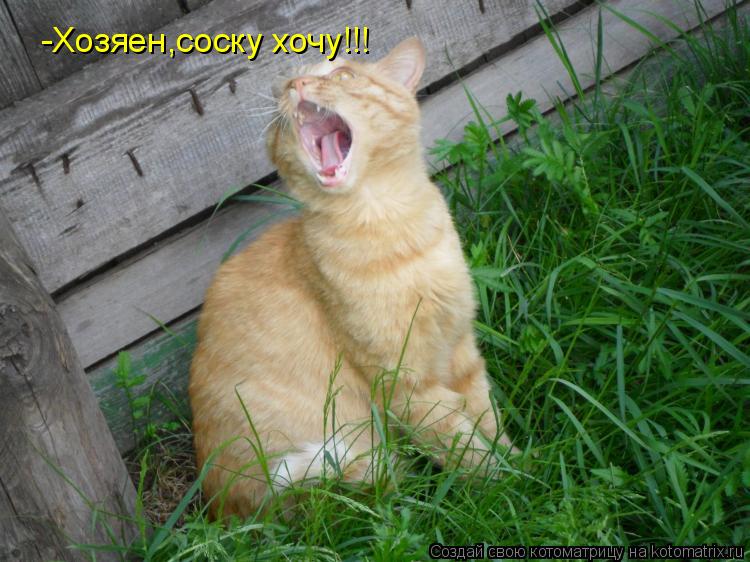 -Хозяен,соску хочу!!!... Котоматрица: -Хозяен,соску хочу!!!