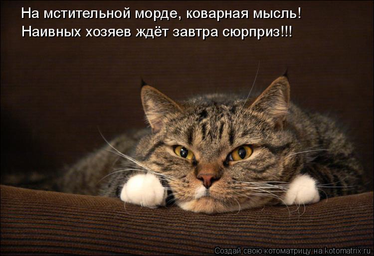 На мстительной морде, коварная мысль! Наивных хозяев ждёт завтра сюрприз!!!... Котоматрица: На мстительной морде, коварная мысль! Наивных хозяев ждёт завтра сюрприз!!!