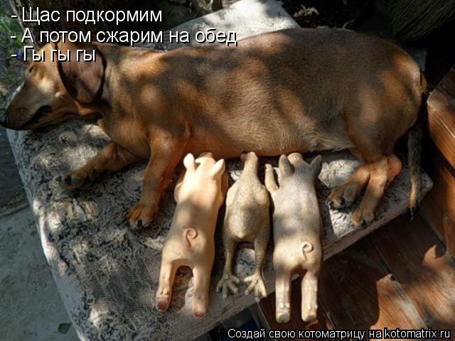- Щас подкормим - А потом сжарим на обед - Гы гы гы... Котоматрица: - Щас подкормим - А потом сжарим на обед - Гы гы гы