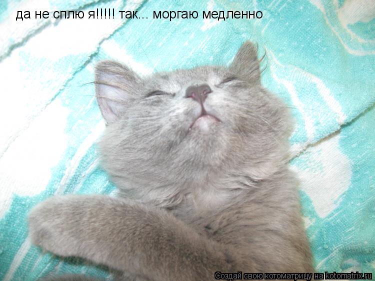 да не сплю я!!!!! так... моргаю медленно... Котоматрица: да не сплю я!!!!! так... моргаю медленно