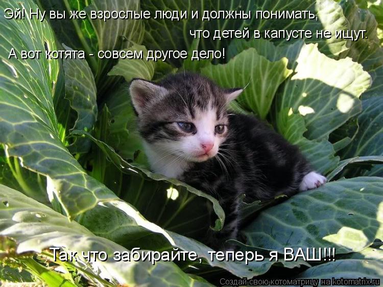 Котоматрица: Эй! Ну вы же взрослые люди и должны понимать, А вот котята - совсем другое дело! что детей в капусте не ищут. Так что забирайте, теперь я ВАШ!!!