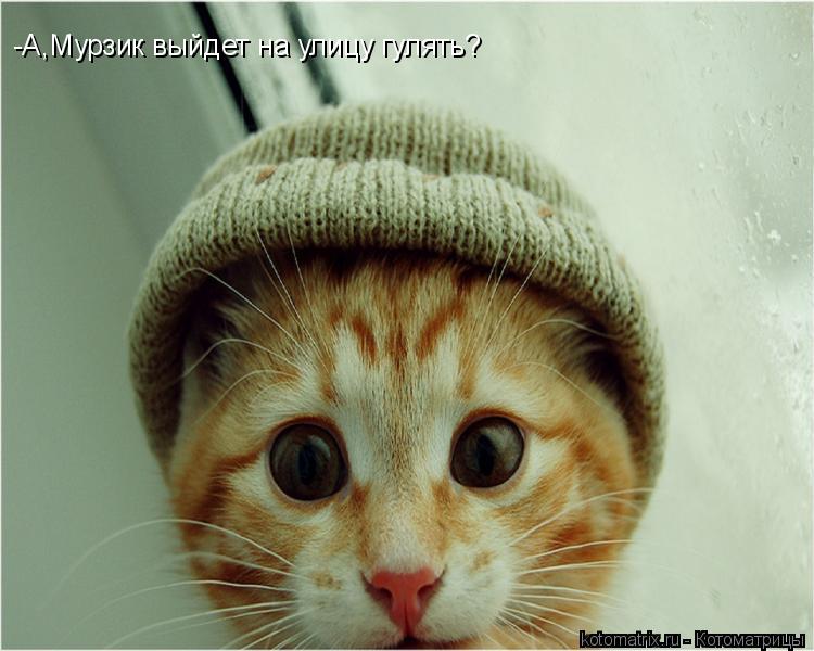 -А,Мурзик выйдет на улицу гулять?... Котоматрица: -А,Мурзик выйдет на улицу гулять?