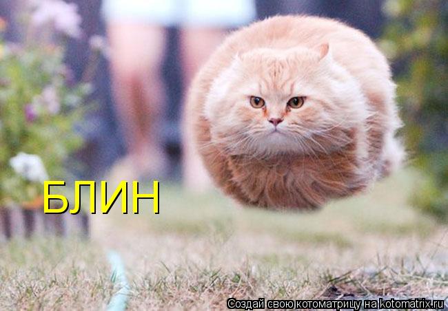 БЛИН... Котоматрица: БЛИН