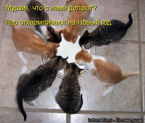 Мурзик, что с нами делают? Нас откармливают на Новый год.... Котоматрица: Мурзик, что с нами делают? Нас откармливают на Новый год.