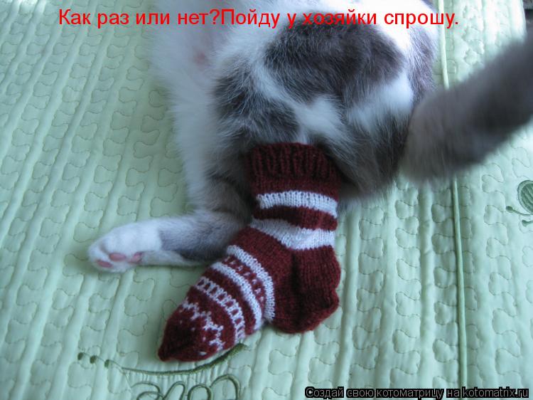 Как раз или нет?Пойду у хозяйки спрошу.... Котоматрица: Как раз или нет?Пойду у хозяйки спрошу.